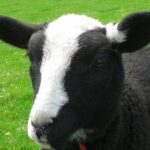 Free farm visits for primary schools